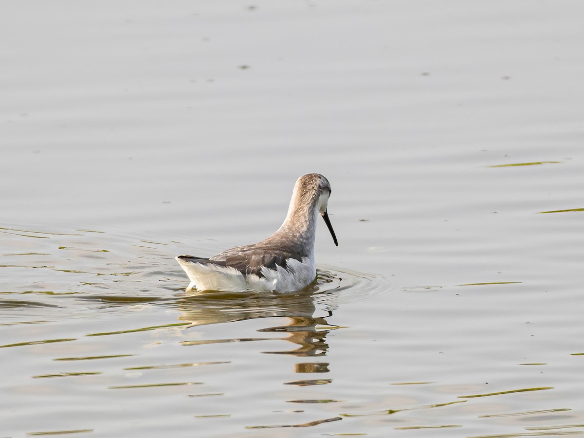 Wilsonwassertreter - ML647151174