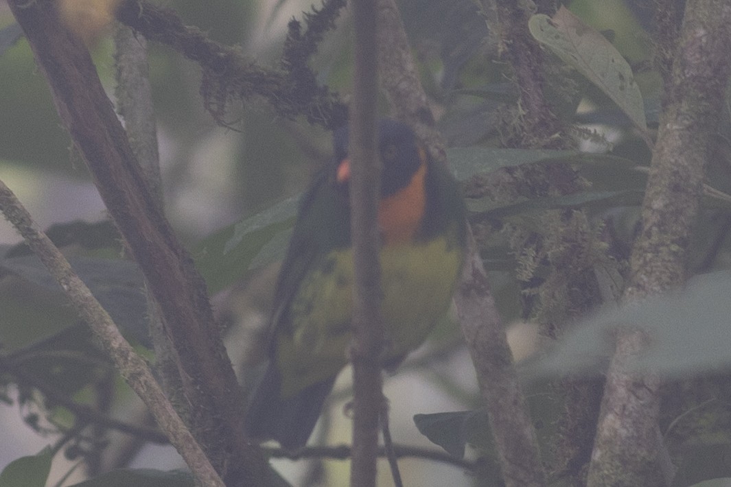 Orangebrustkotinga - ML647151176