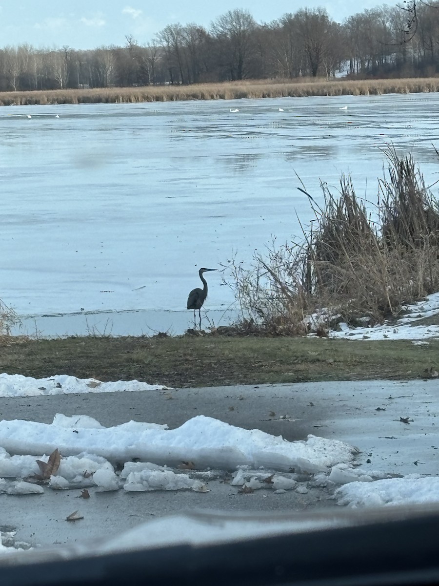Great Blue Heron - ML647151177