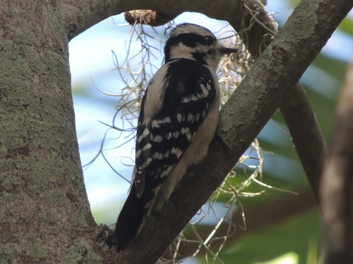 Downy Woodpecker - ML647151184