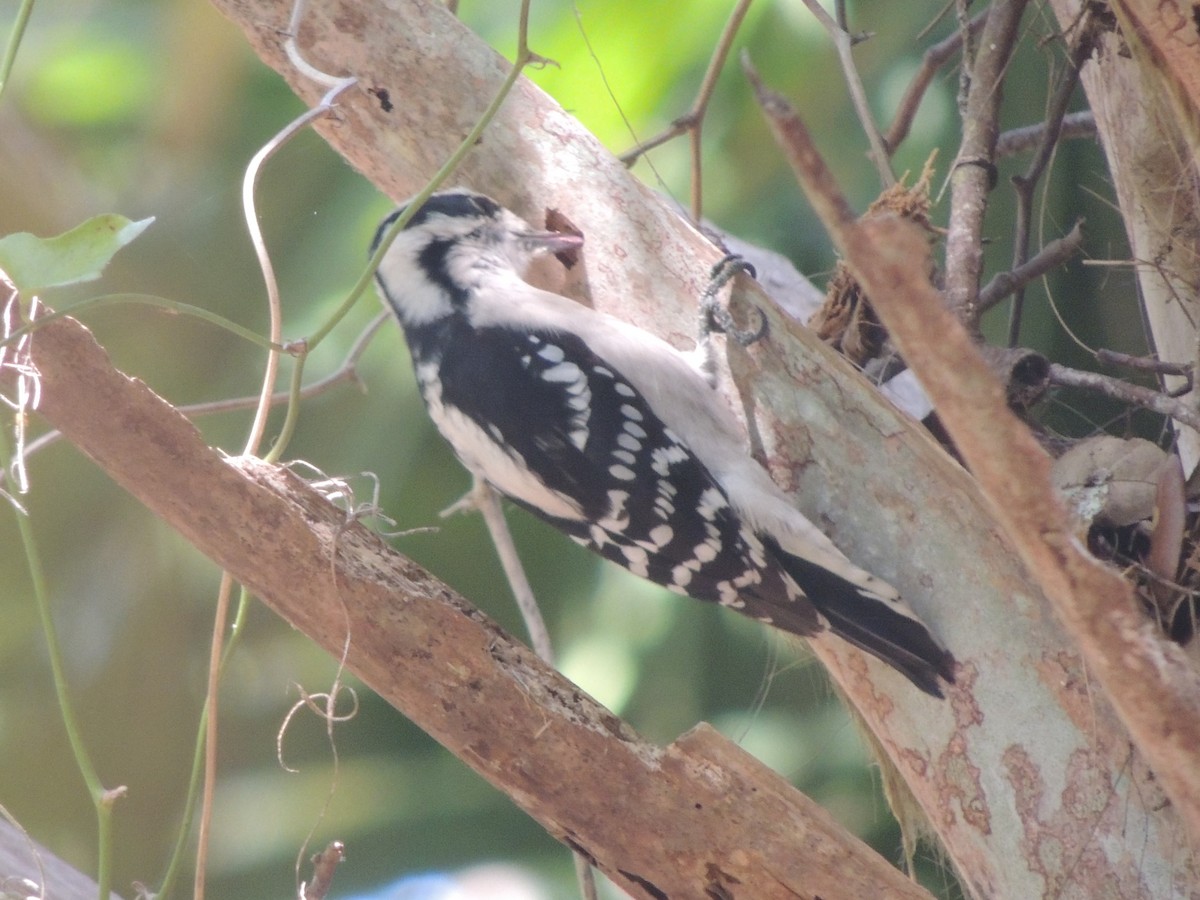 Downy Woodpecker - ML647151185