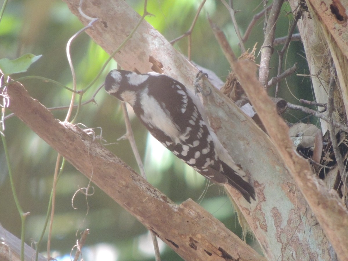 Downy Woodpecker - ML647151186