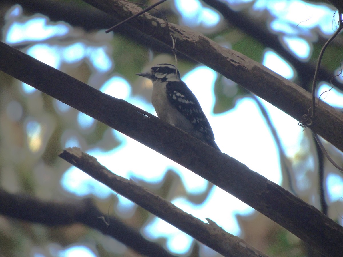 Downy Woodpecker - ML647151187