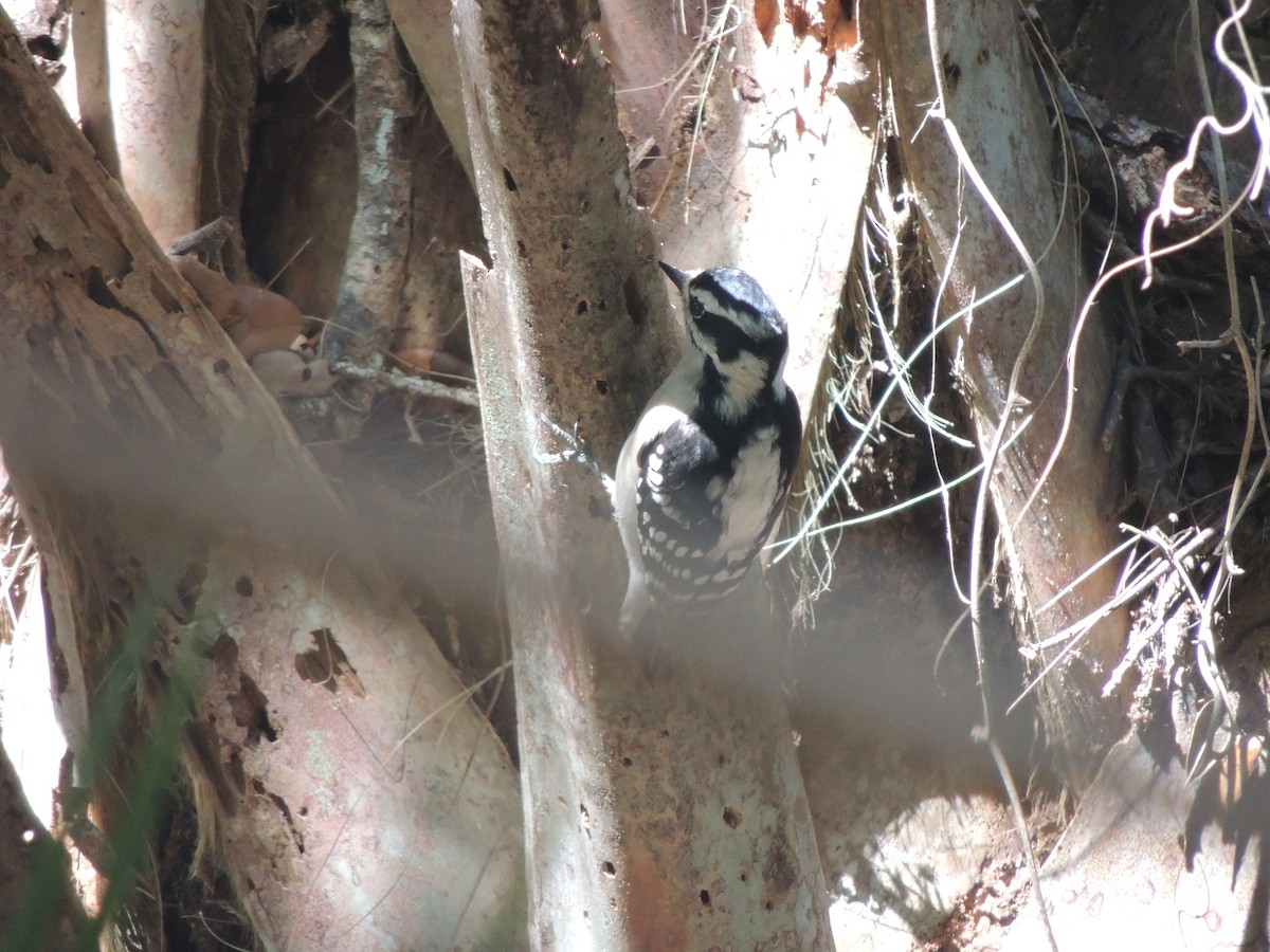 Downy Woodpecker - ML647151188