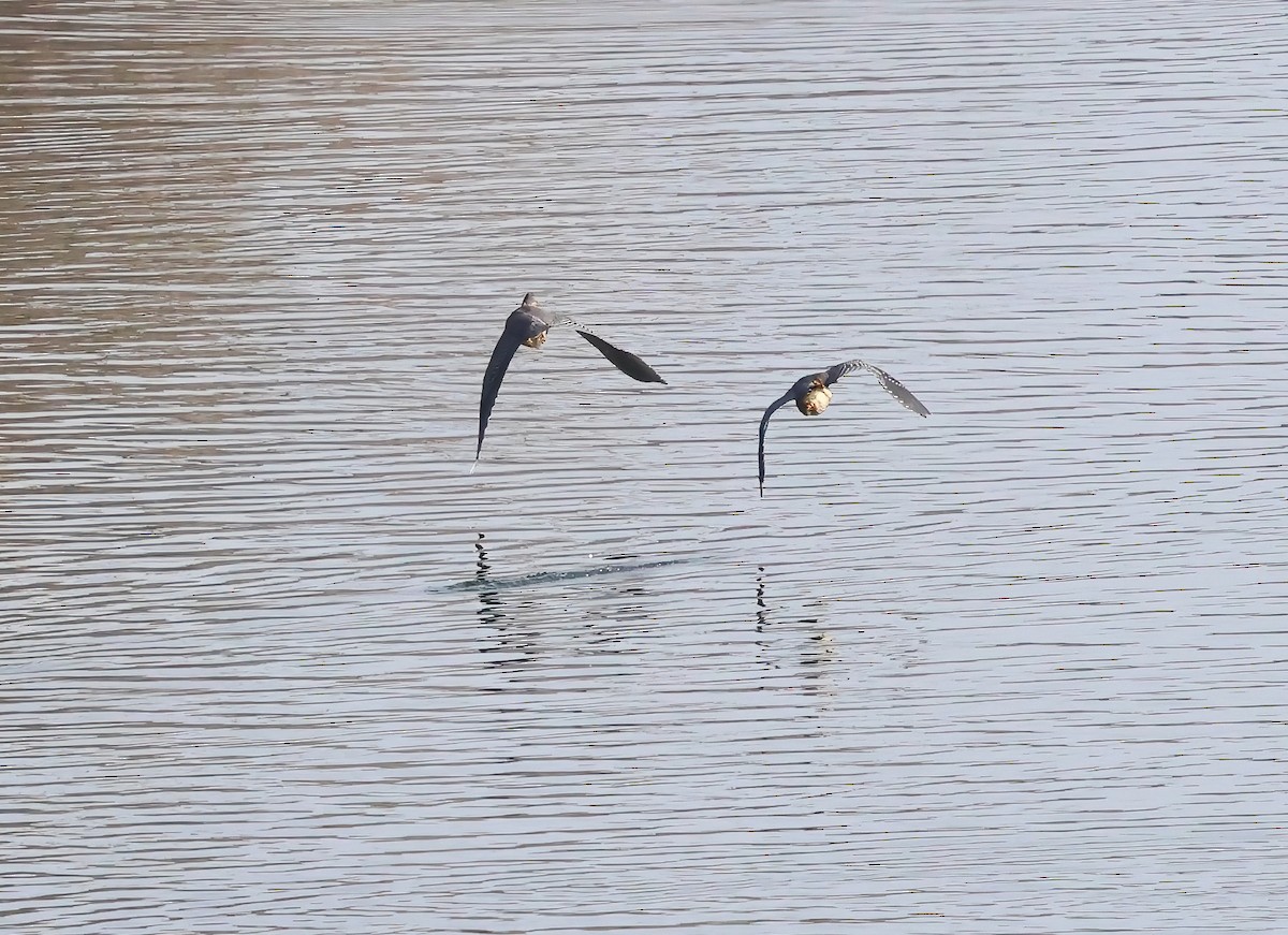 Garcilla Verde - ML647151206