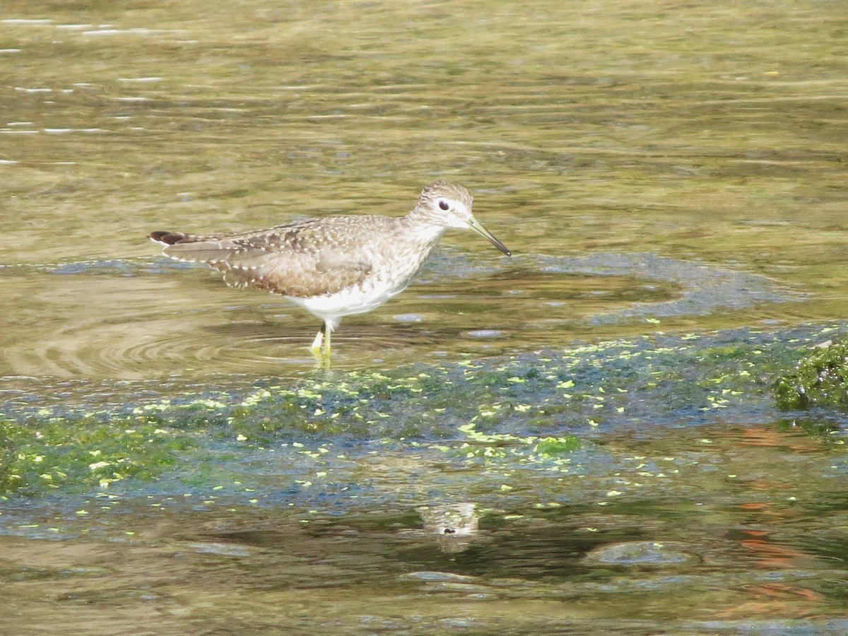 Solitary Sandpiper - ML647151210