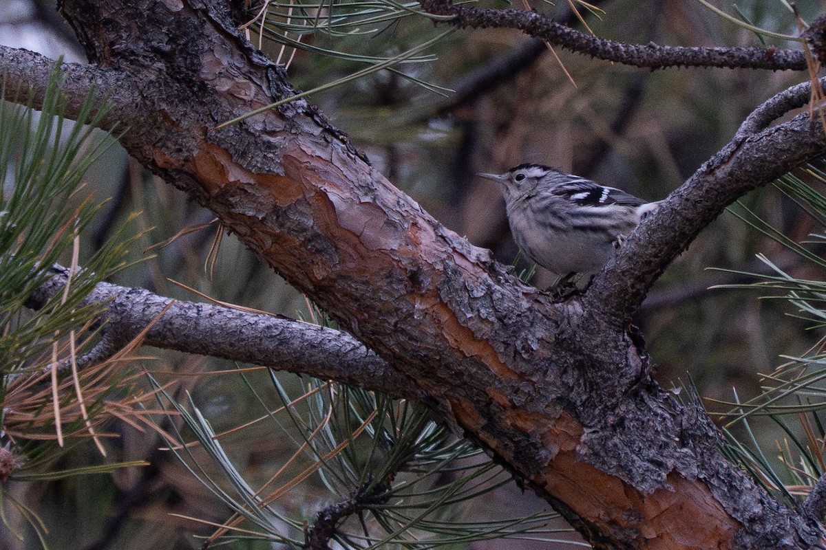 Black-and-white Warbler - ML647151213