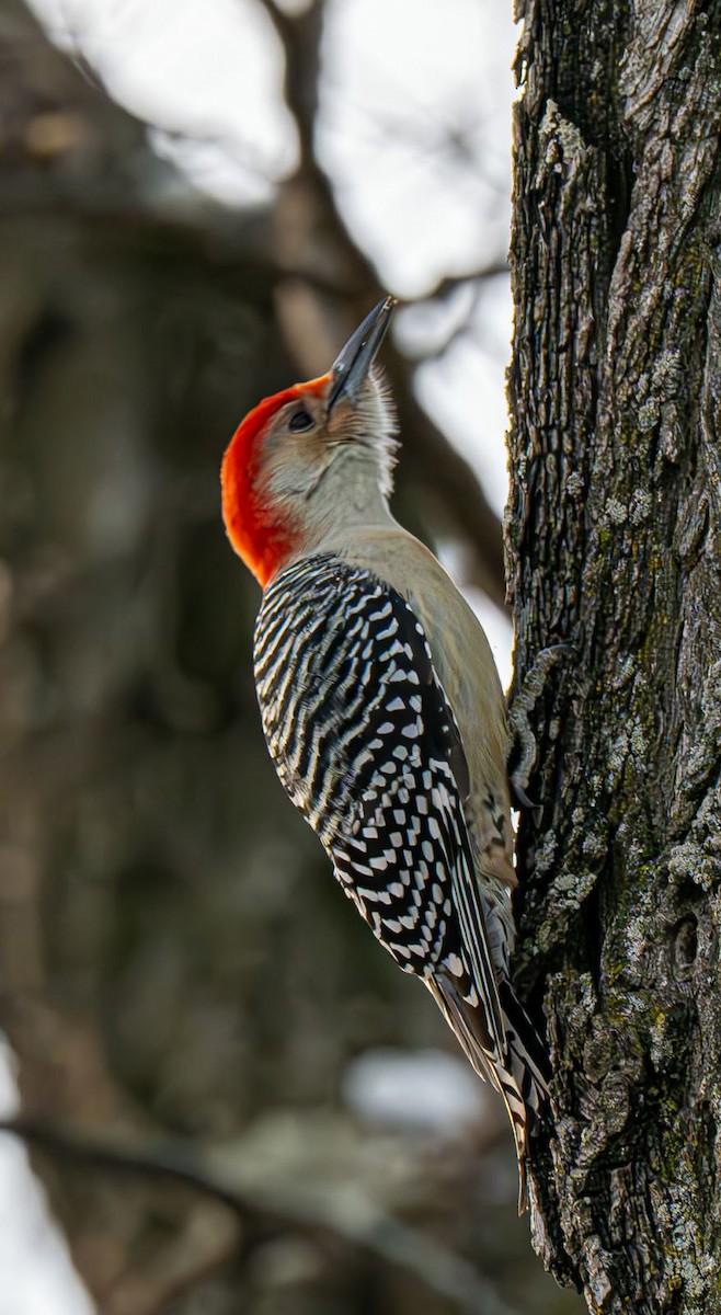 シマセゲラ - ML647151215