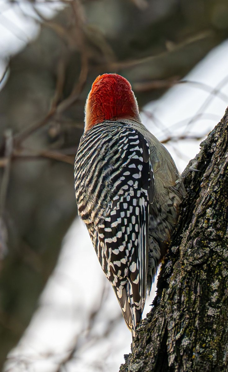 シマセゲラ - ML647151216