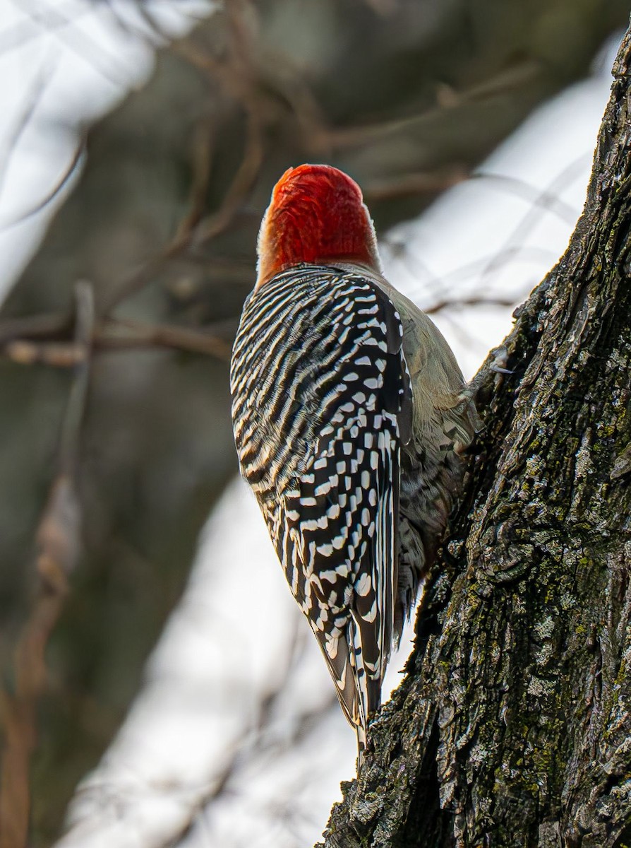 シマセゲラ - ML647151222