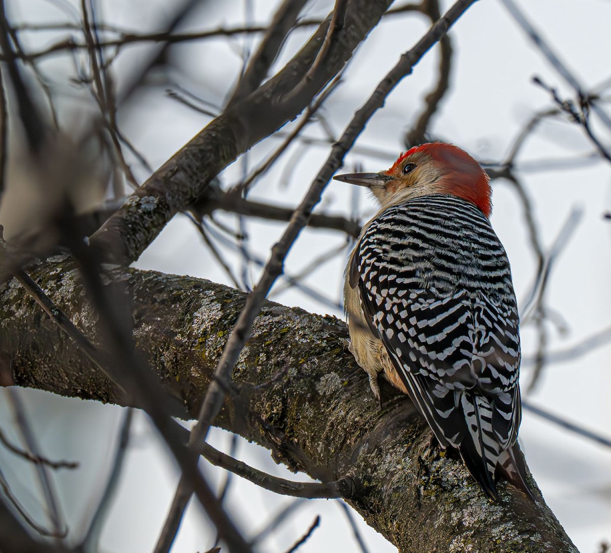 シマセゲラ - ML647151223