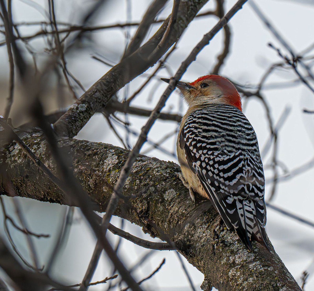 シマセゲラ - ML647151226