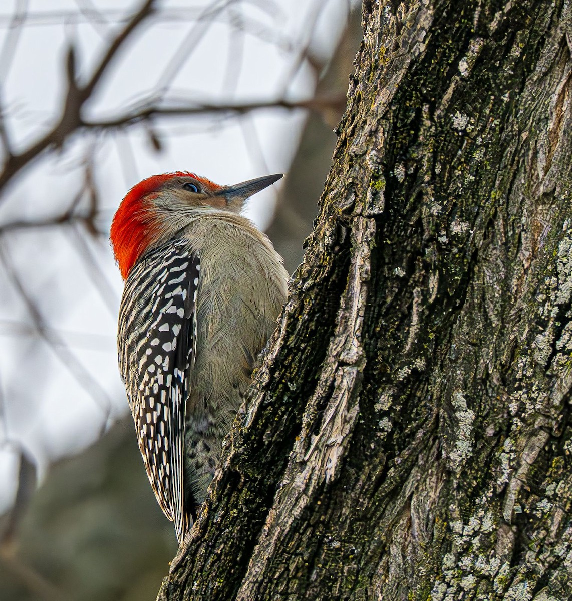 シマセゲラ - ML647151227