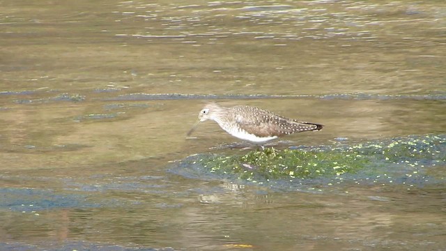 Solitary Sandpiper - ML647151228