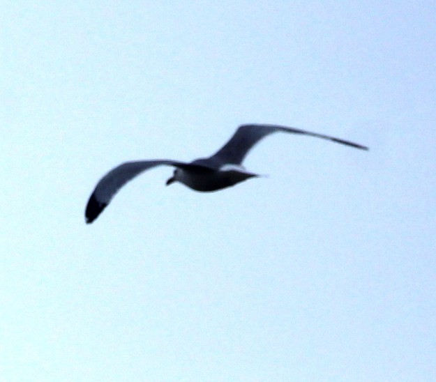 Glaucous-winged Gull - ML647151231