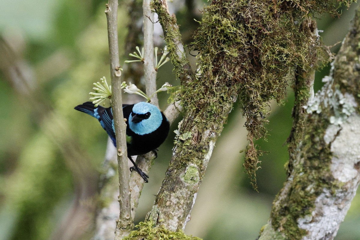 Лазурноголовая танагра - ML647151241