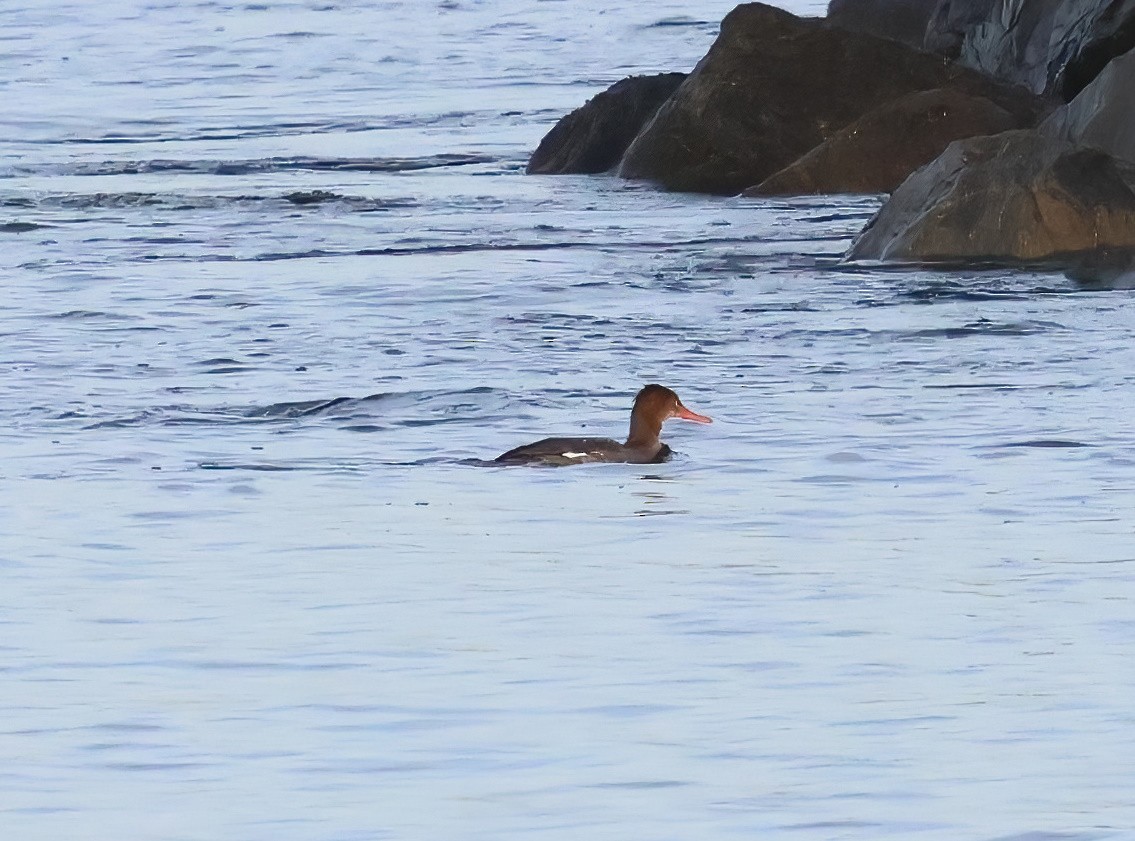 Serreta Mediana - ML647151277