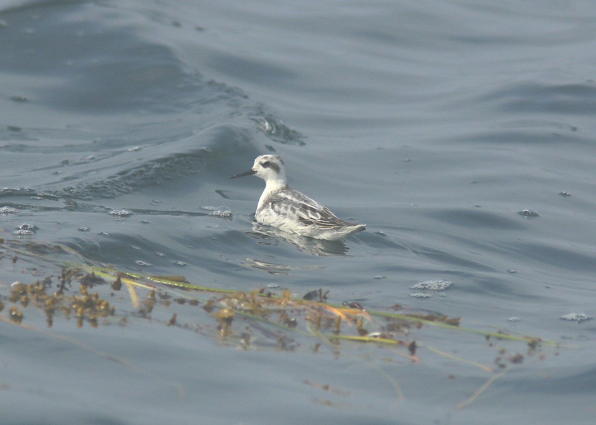 Red-necked Phalarope - ML647151279