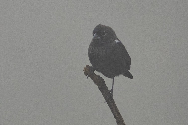 シコンヒワ - ML647151280