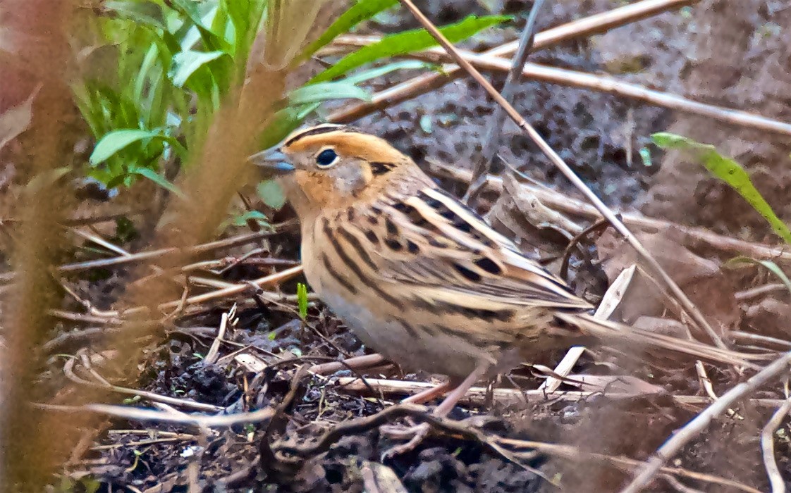 LeConte's Sparrow - ML647151281