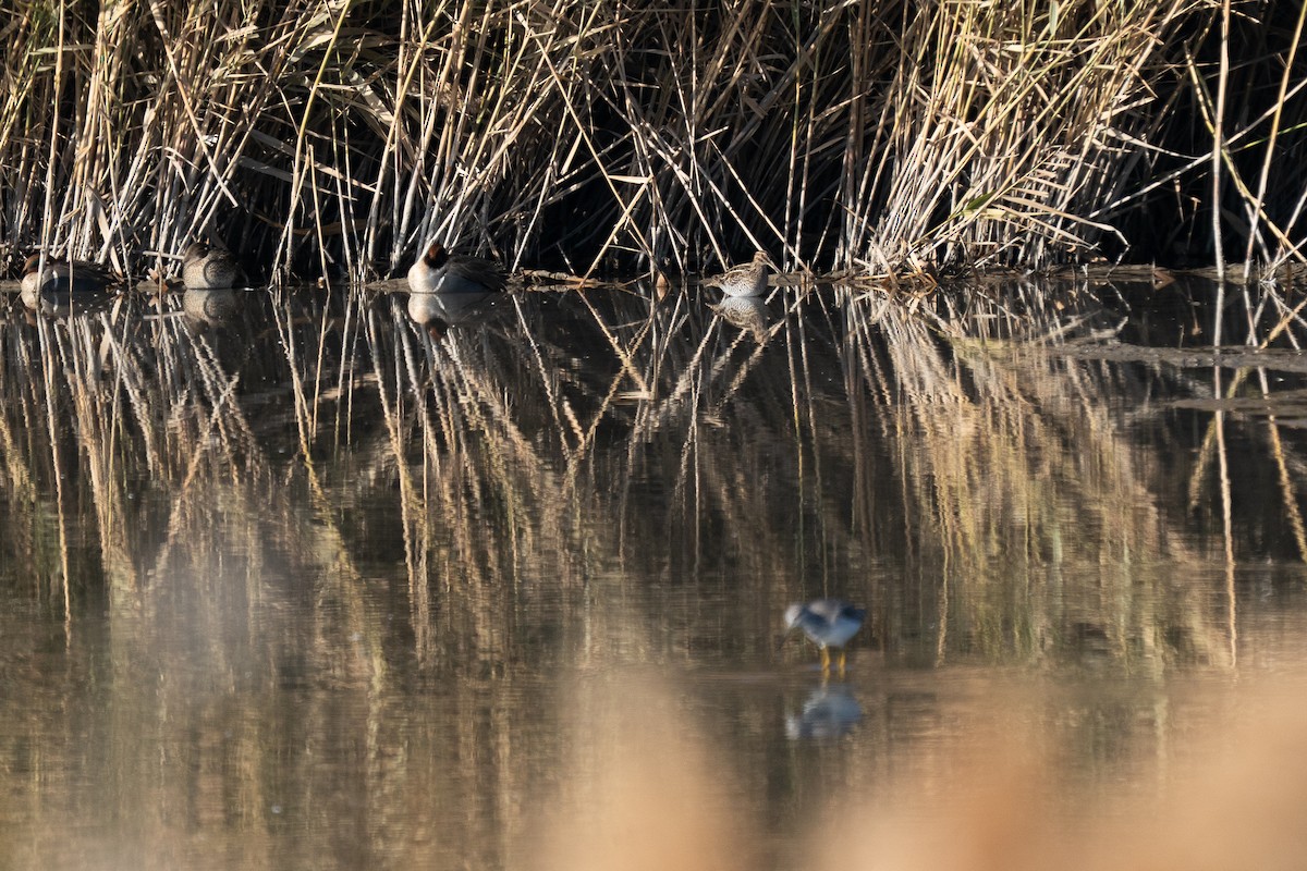 Wilson's Snipe - ML647151283