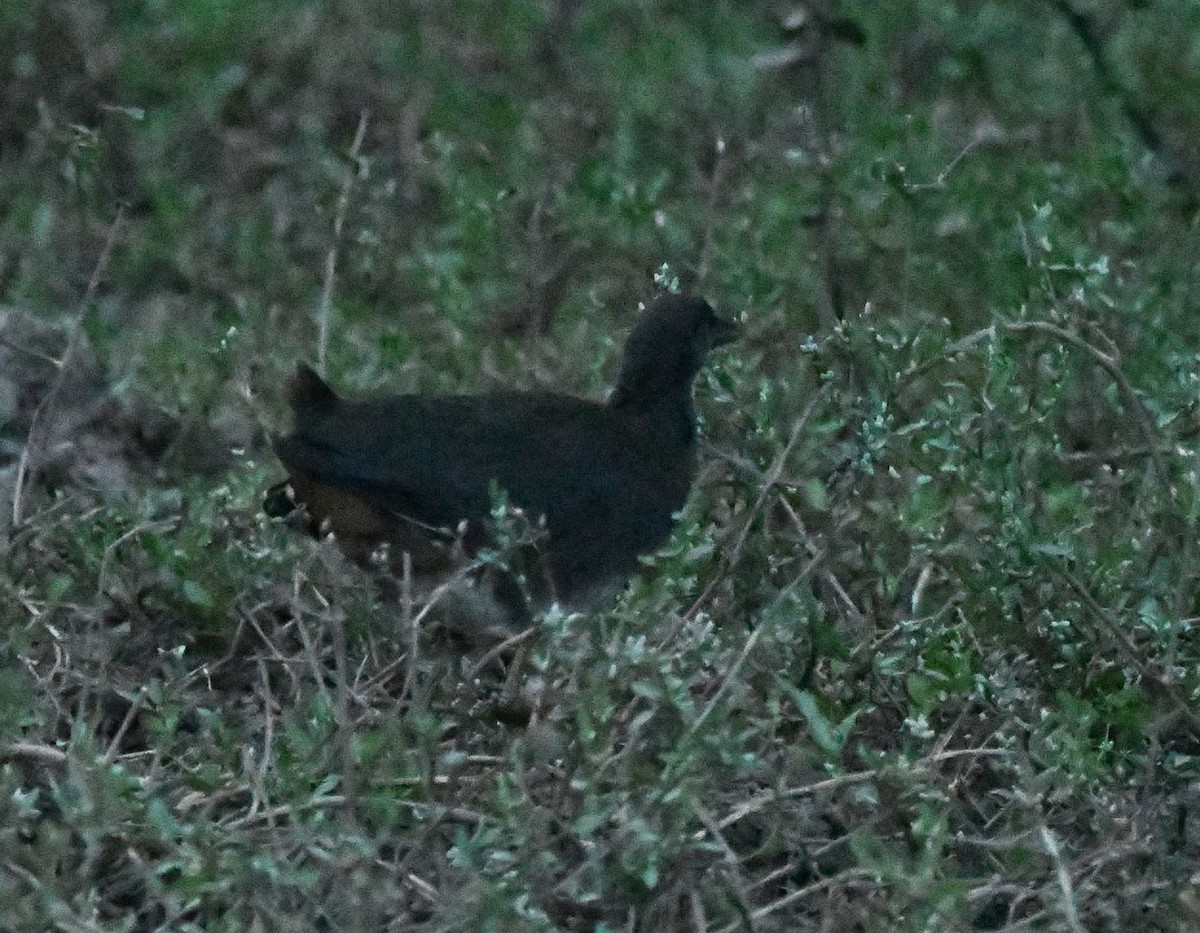 White-breasted Waterhen - ML647151296