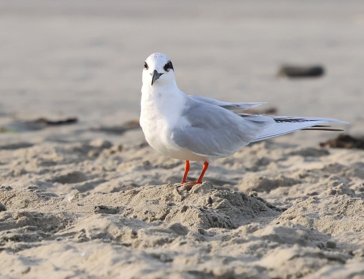 Charrán de Forster - ML647151298