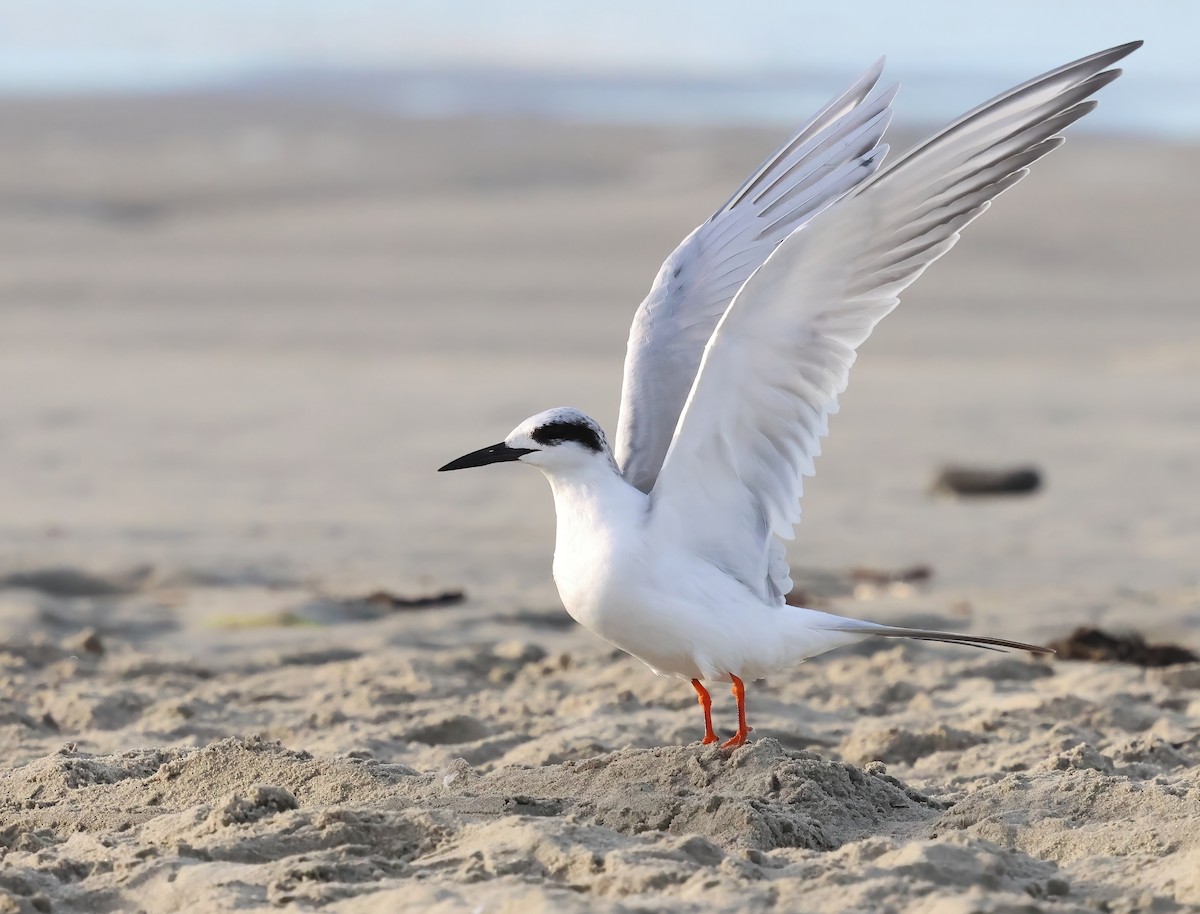 Charrán de Forster - ML647151299