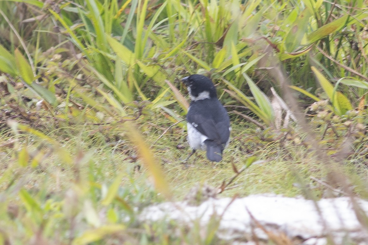 Чёрный просяночник [группа ophthalmica] - ML647151306