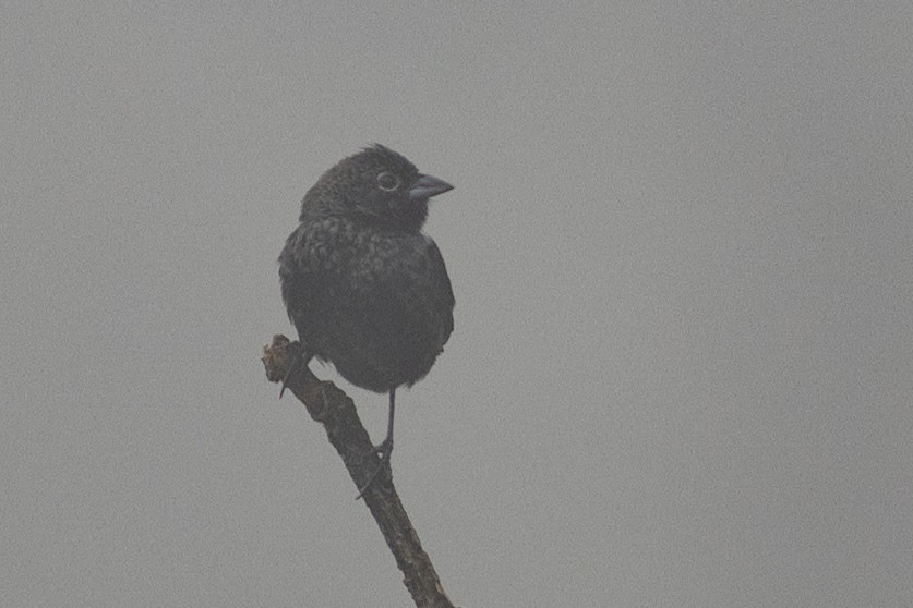 シコンヒワ - ML647151316