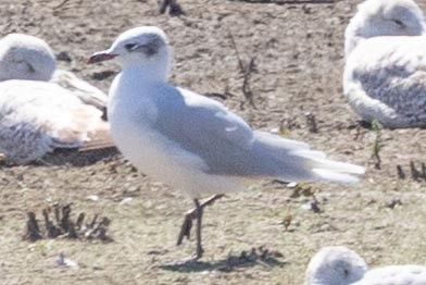 Mediterranean Gull - ML647151317