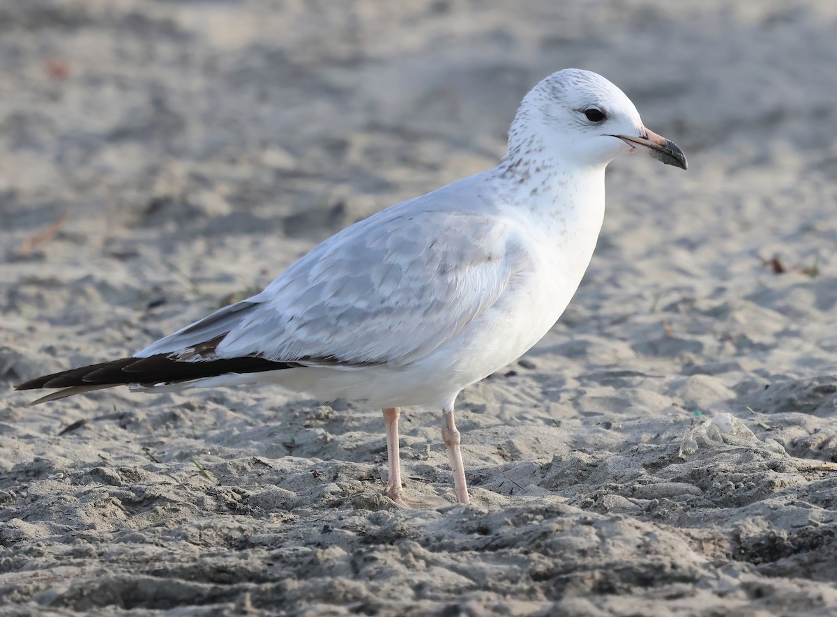 Gaviota de Delaware - ML647151321