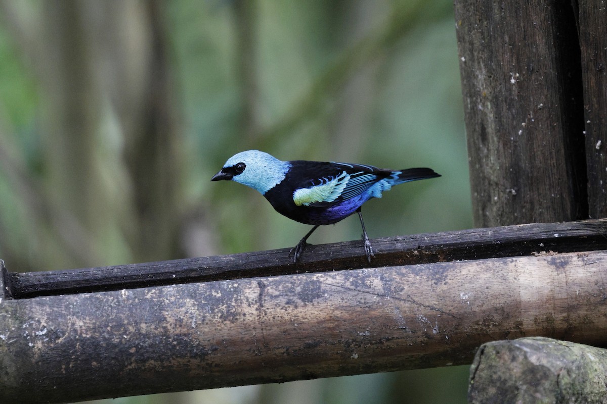 Лазурноголовая танагра - ML647151322