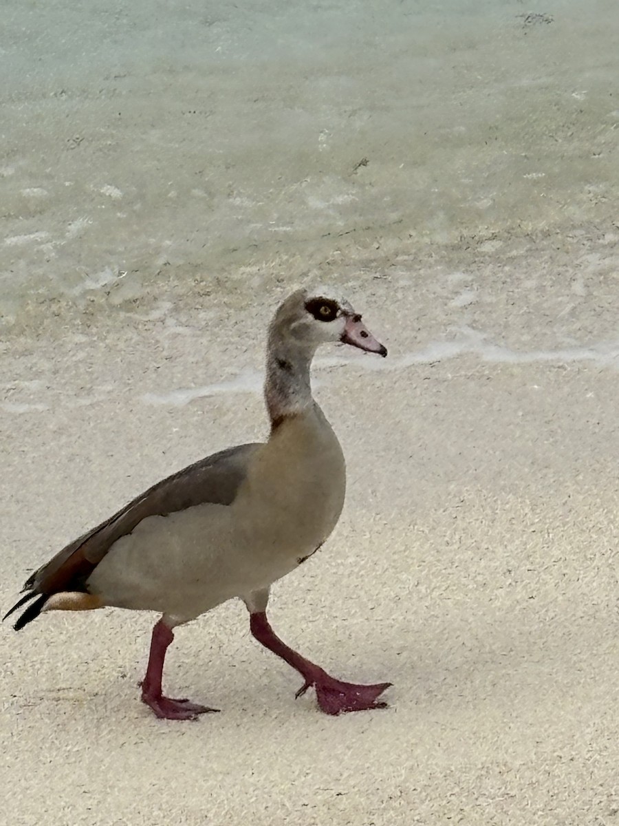 eBird Checklist - 18 Dec 2025 - Dry Tortugas NP--Loggerhead Key - 3 species