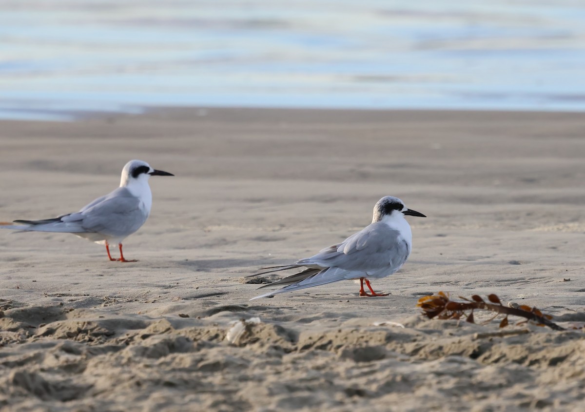 Charrán de Forster - ML647151329