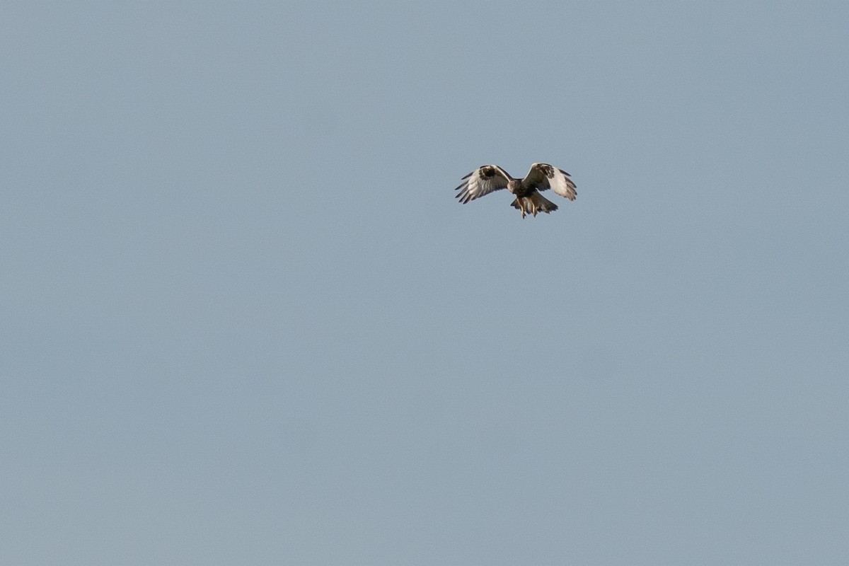 Rough-legged Hawk - ML647151347