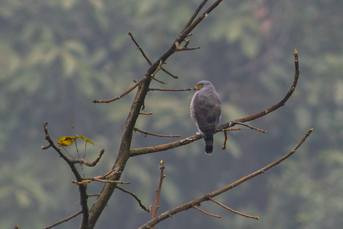 Roadside Hawk (Northern) - ML647151348