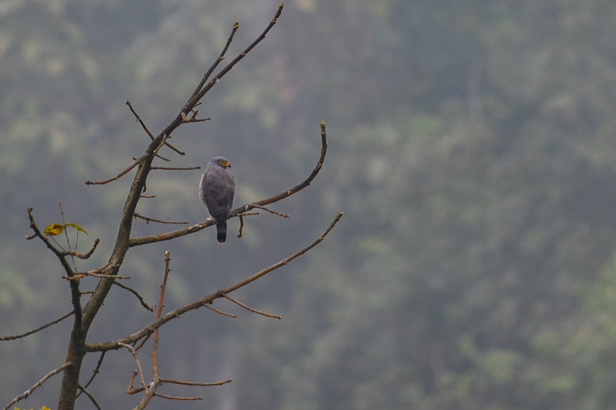Roadside Hawk (Northern) - ML647151349