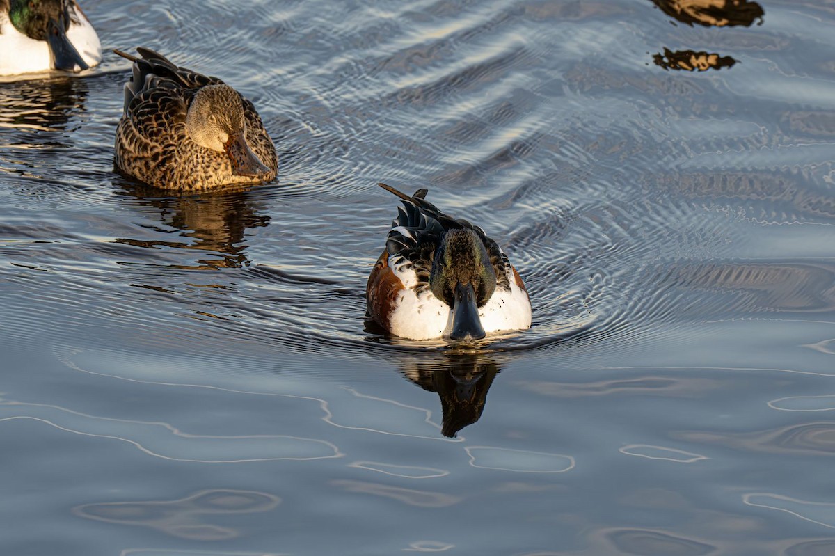 Cuchara Común - ML647151361