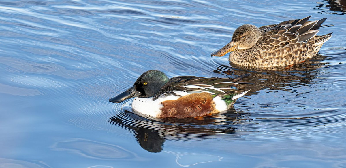 Cuchara Común - ML647151362