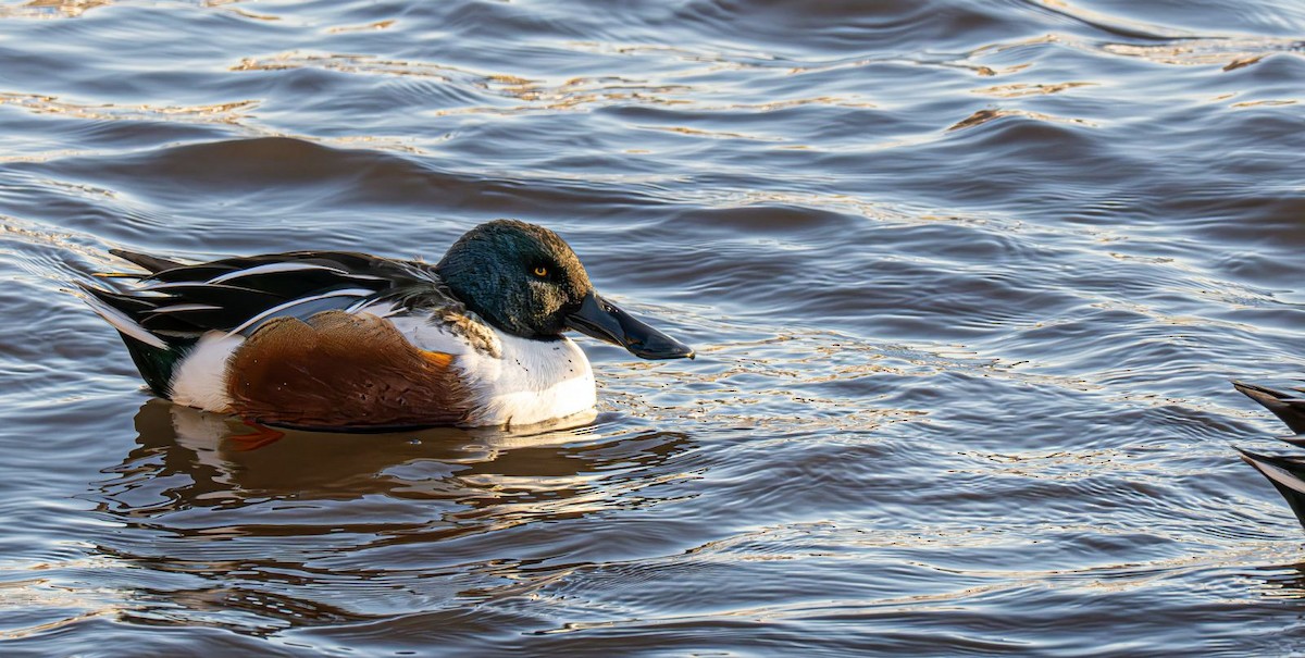 Cuchara Común - ML647151364