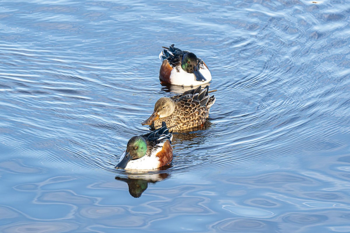 Cuchara Común - ML647151368