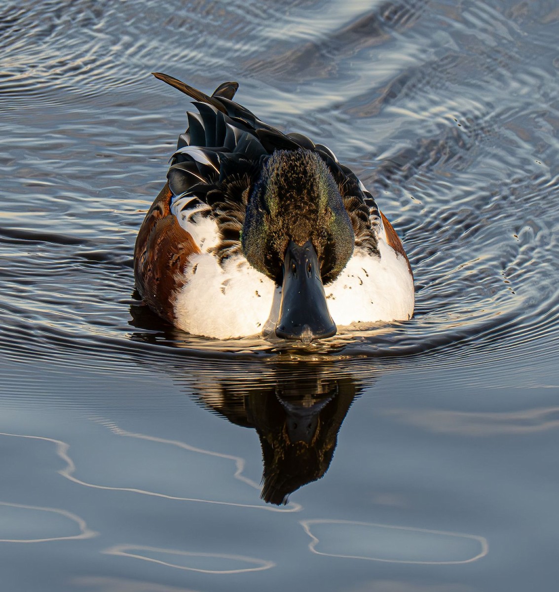 Cuchara Común - ML647151369