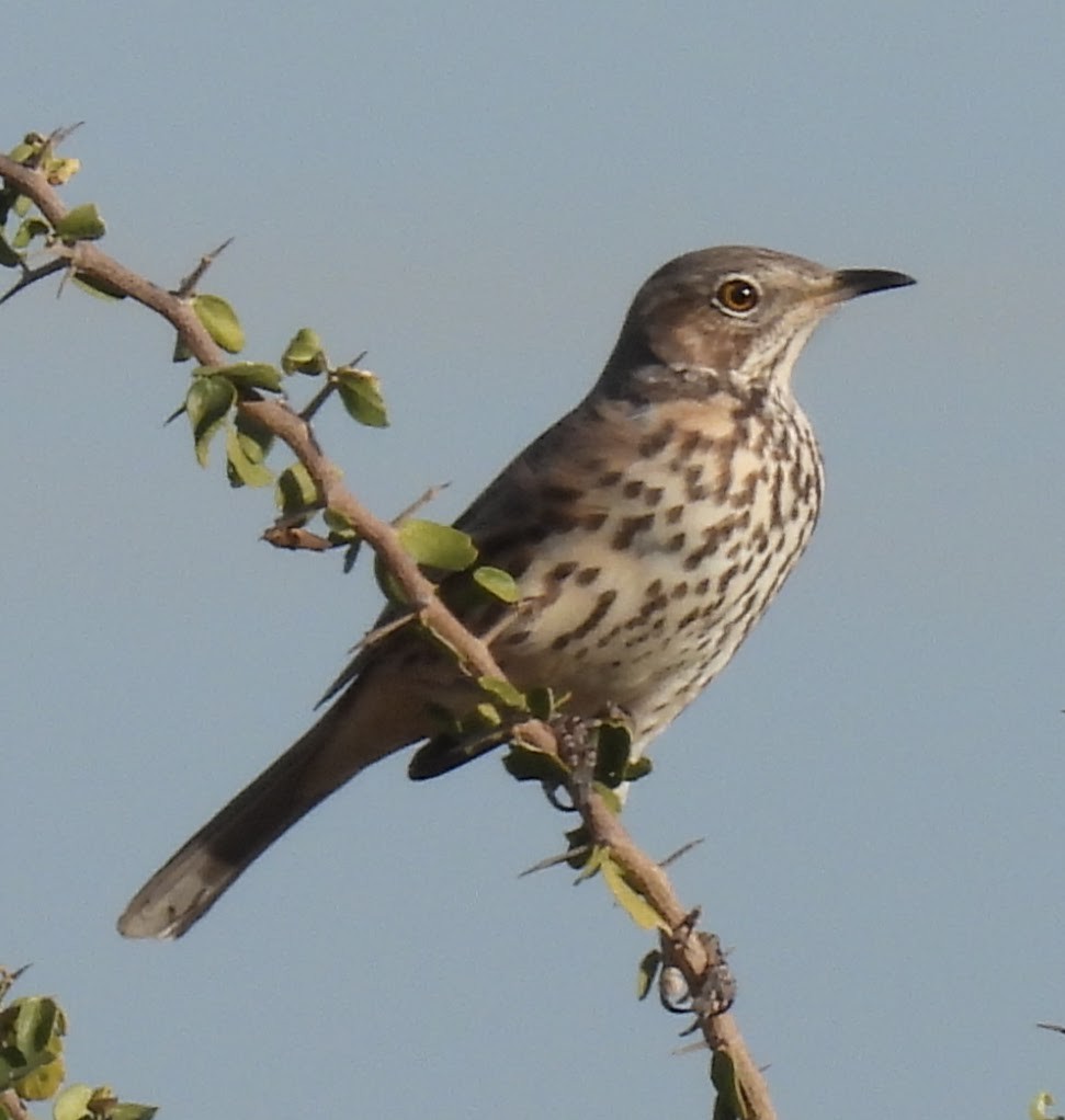 Sage Thrasher - ML647151383