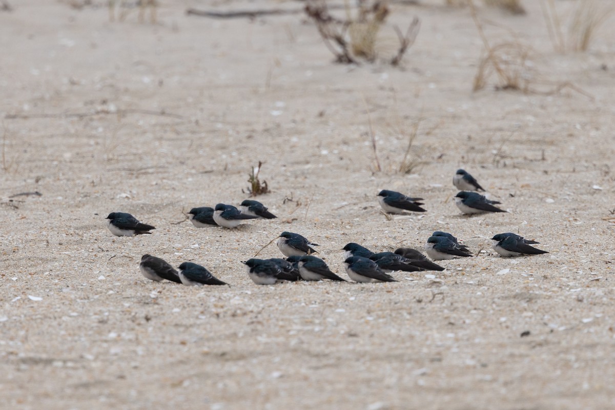 Tree Swallow - ML647151388