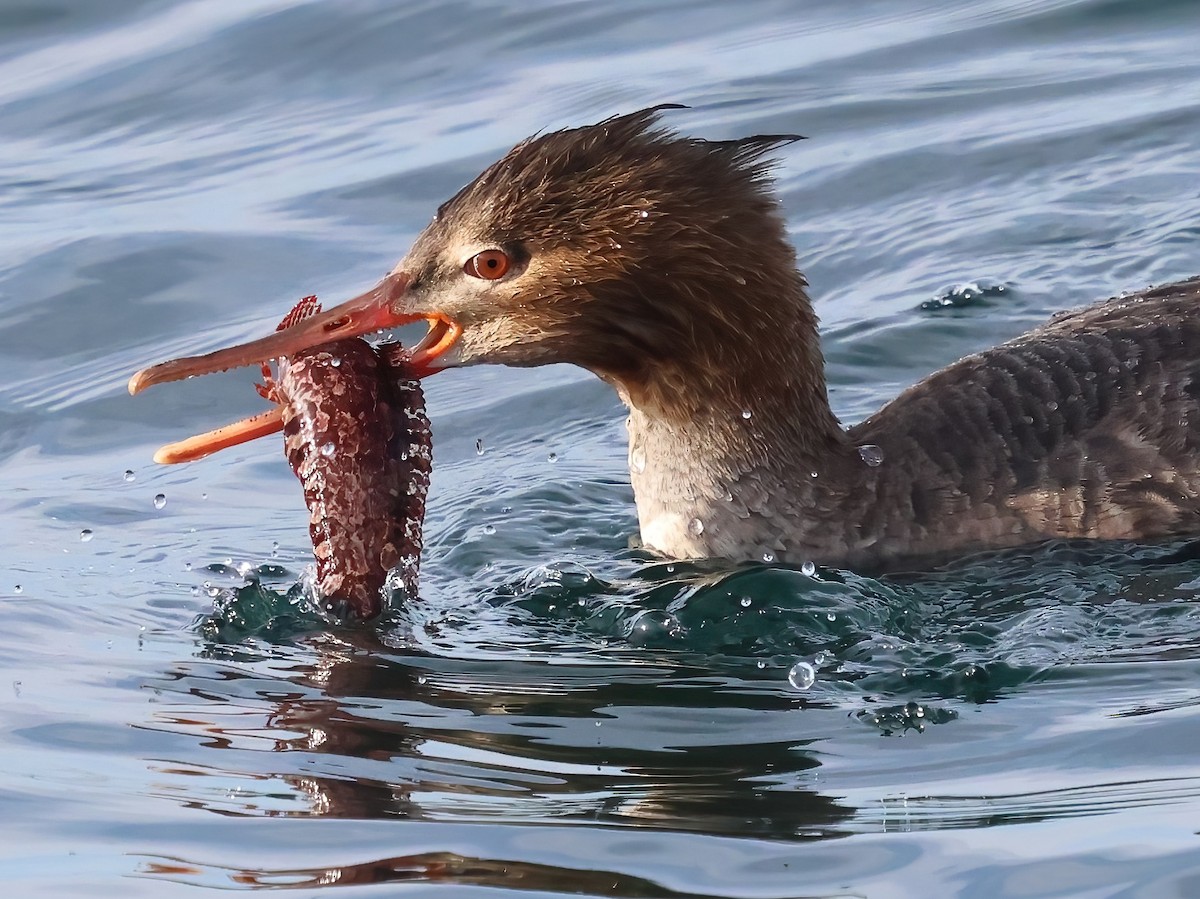 Serreta Mediana - ML647151397