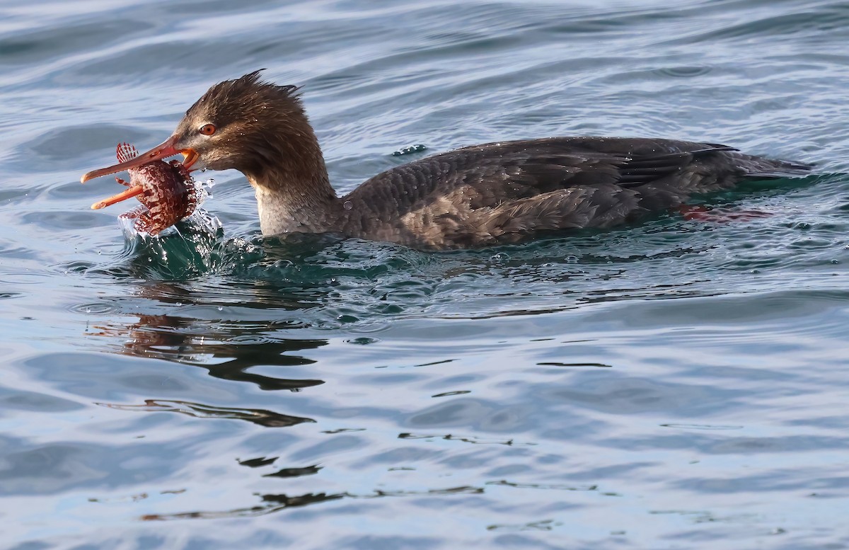 Serreta Mediana - ML647151398