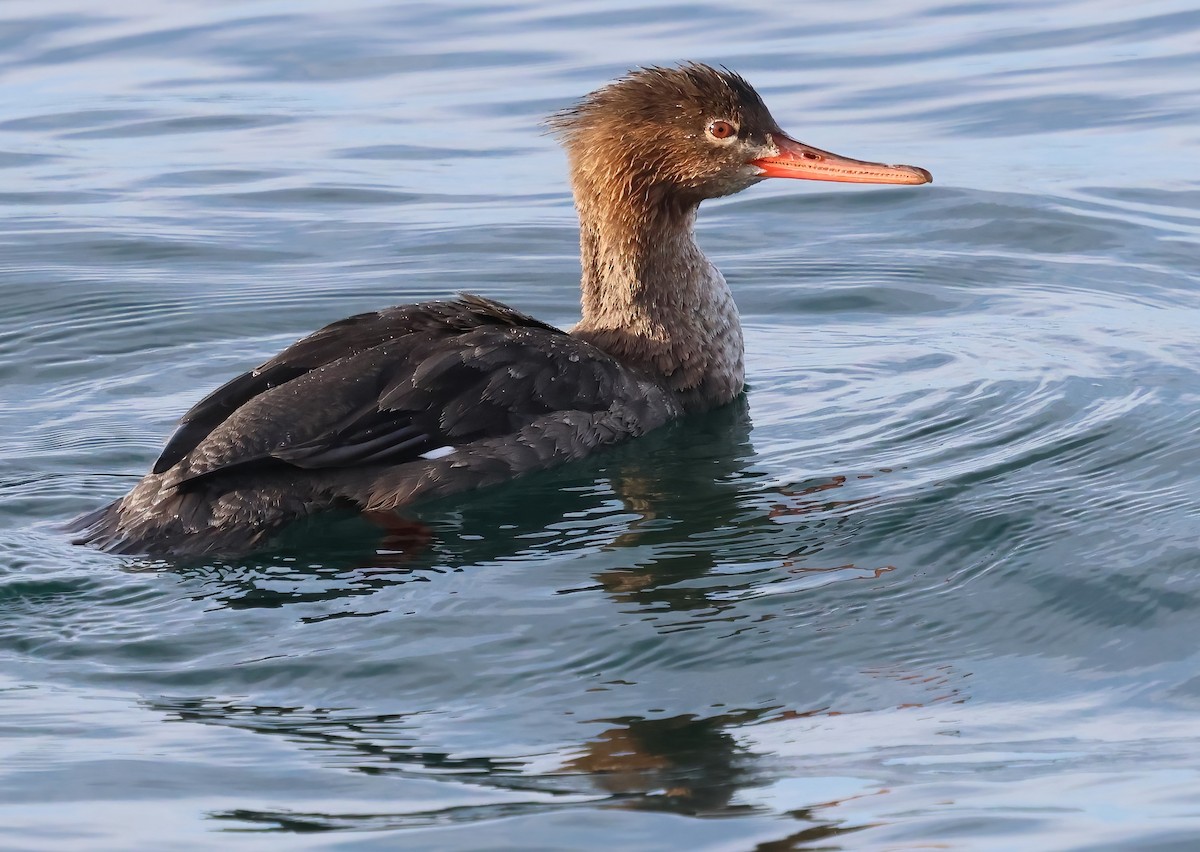 Serreta Mediana - ML647151399