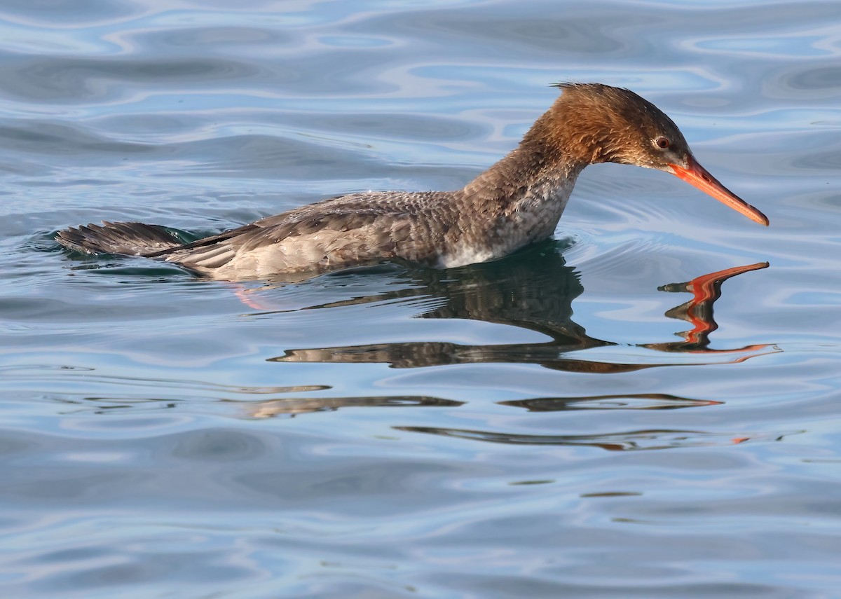 Serreta Mediana - ML647151400