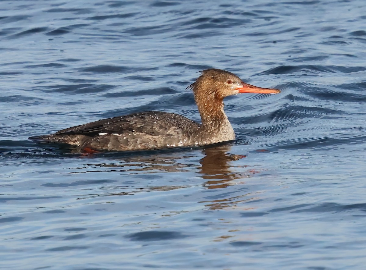 Serreta Mediana - ML647151401